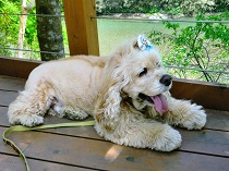 リアンショップ